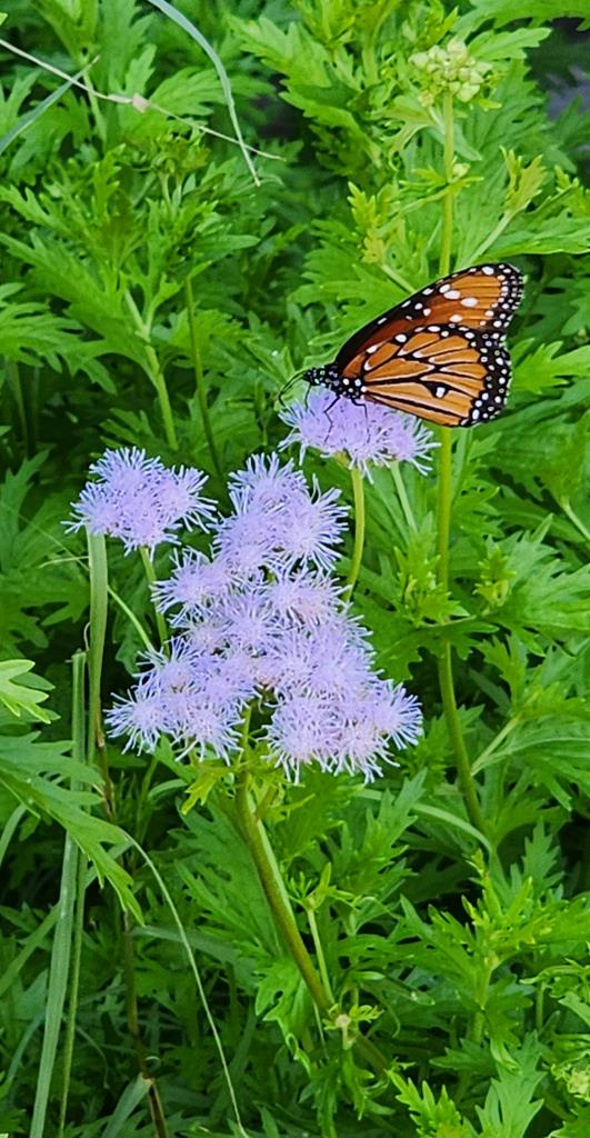 7991 Ranch Road 965 Fredericksburg, TX 78624 - Photo 46 of 49