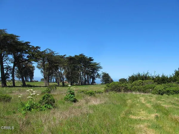 a view of a field with a tree in the background