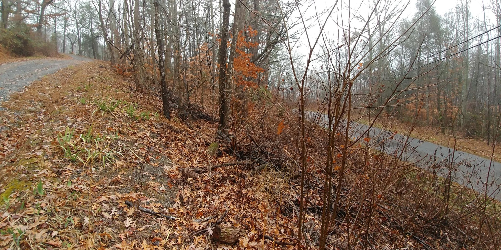 0 Greasy Cove Road Cosby, TN 37722 - Photo 3 of 9 Gallery Image 3
