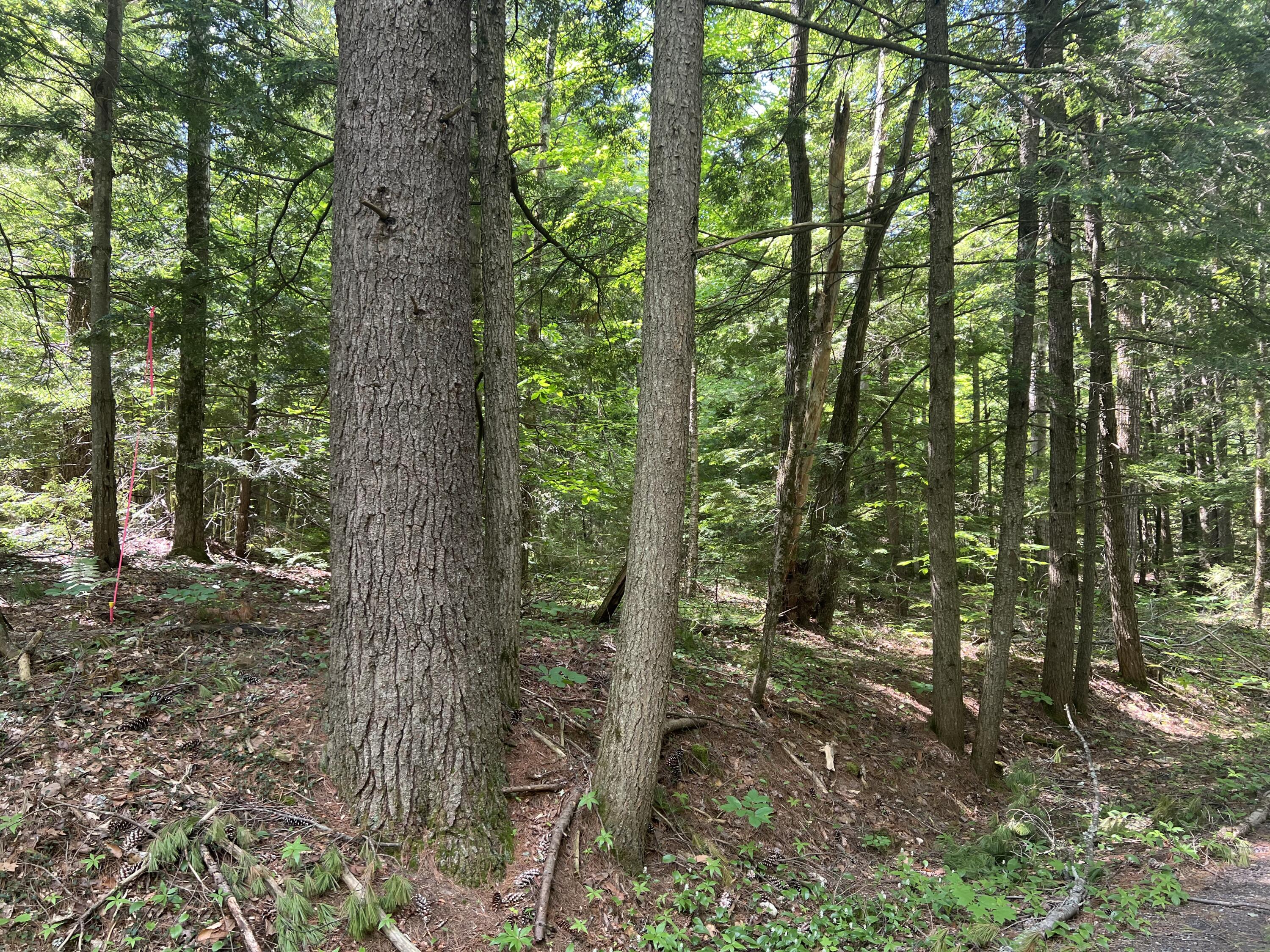 Lot1 Town Farm Road New Gloucester, ME 04260 - Photo 9 of 10 IMG_6601