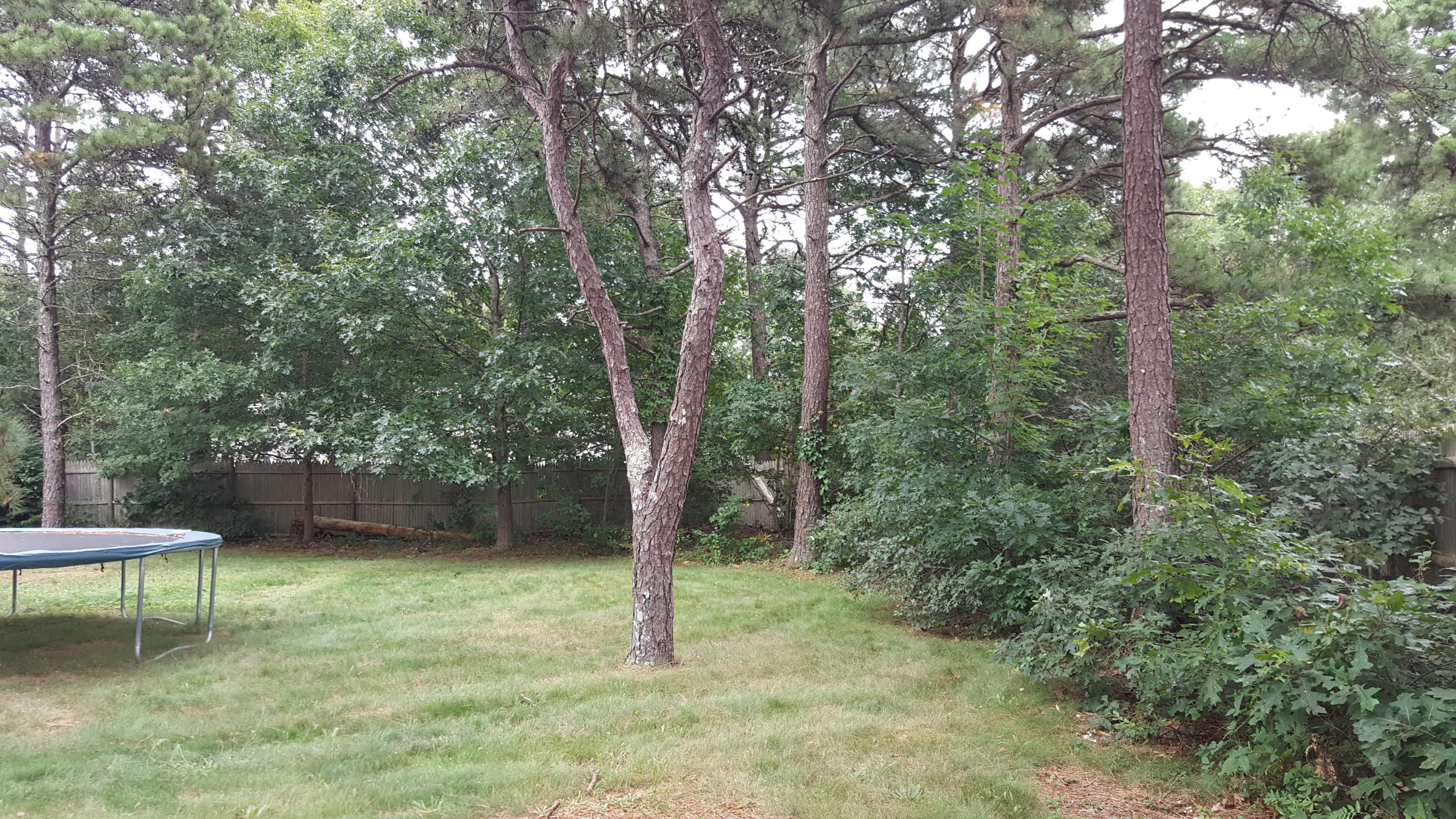 9 Pebble Path Forestdale, MA 02644 - Photo 18 of 21 a view of a backyard with a bench