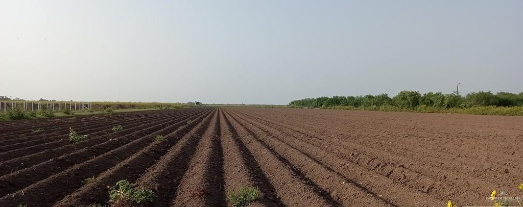 0 Mile 4 Road North Mercedes, TX 78570 - Photo 3 of 6 a view of an outdoor space and a yard