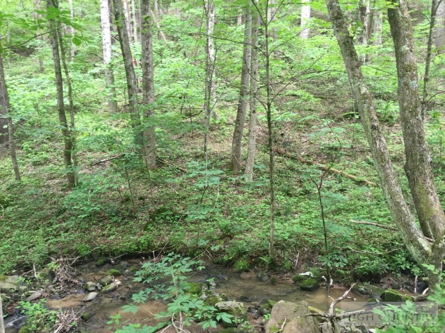 Phillips Road Elk Park, NC 28622 - Photo 14 of 23 a view of a forest with trees