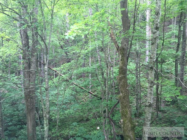 Phillips Road Elk Park, NC 28622 - Photo 22 of 23 a view of a forest with trees