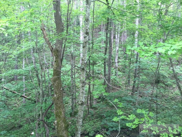 Phillips Road Elk Park, NC 28622 - Photo 23 of 23 a view of a forest with trees