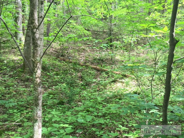 Phillips Road Elk Park, NC 28622 - Photo 4 of 23 a view of a lush green forest