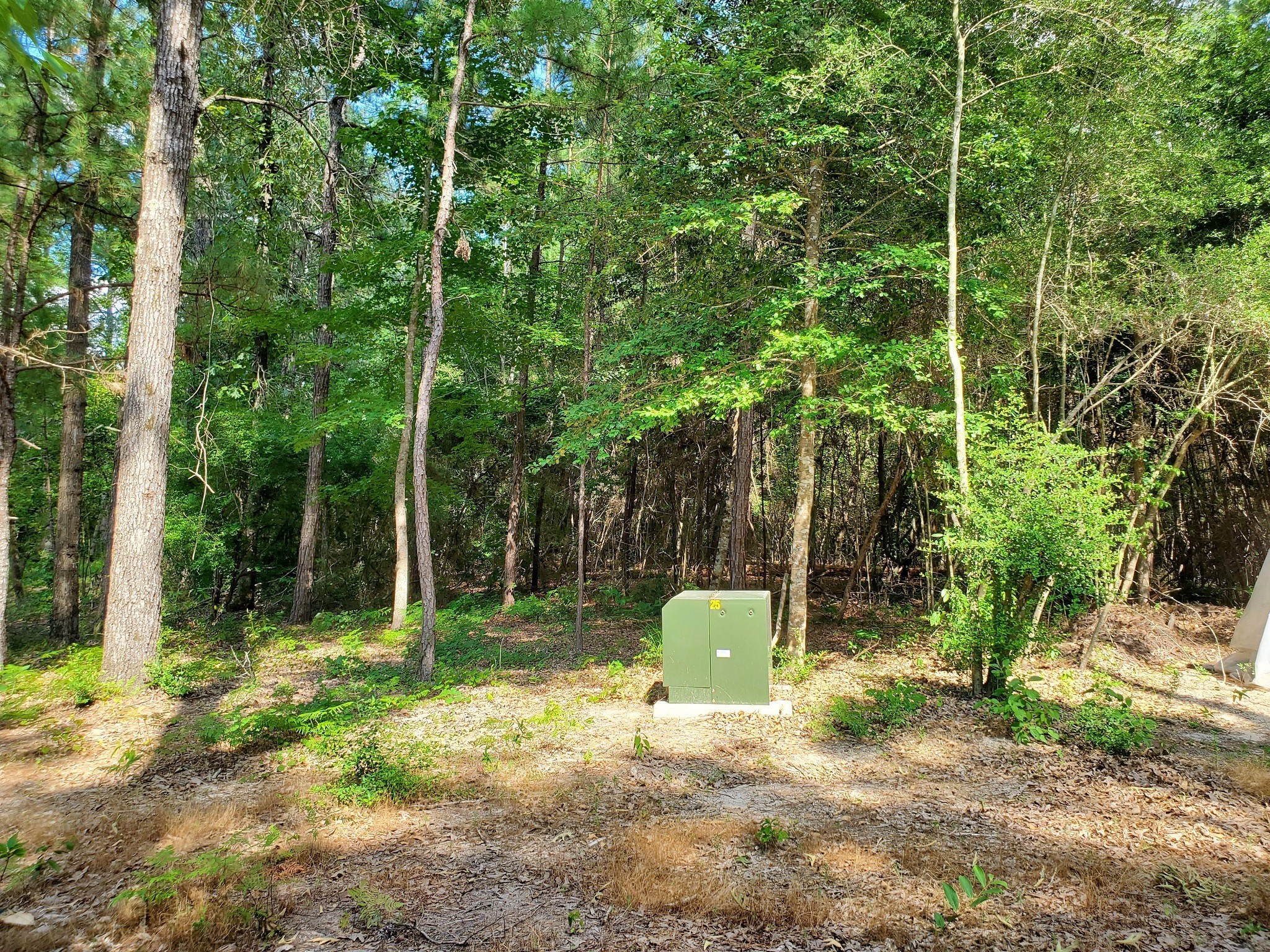 331 County Road 3240 Colmesneil, TX 75938 - Photo 29 of 50 a backyard of a house with large trees and plants