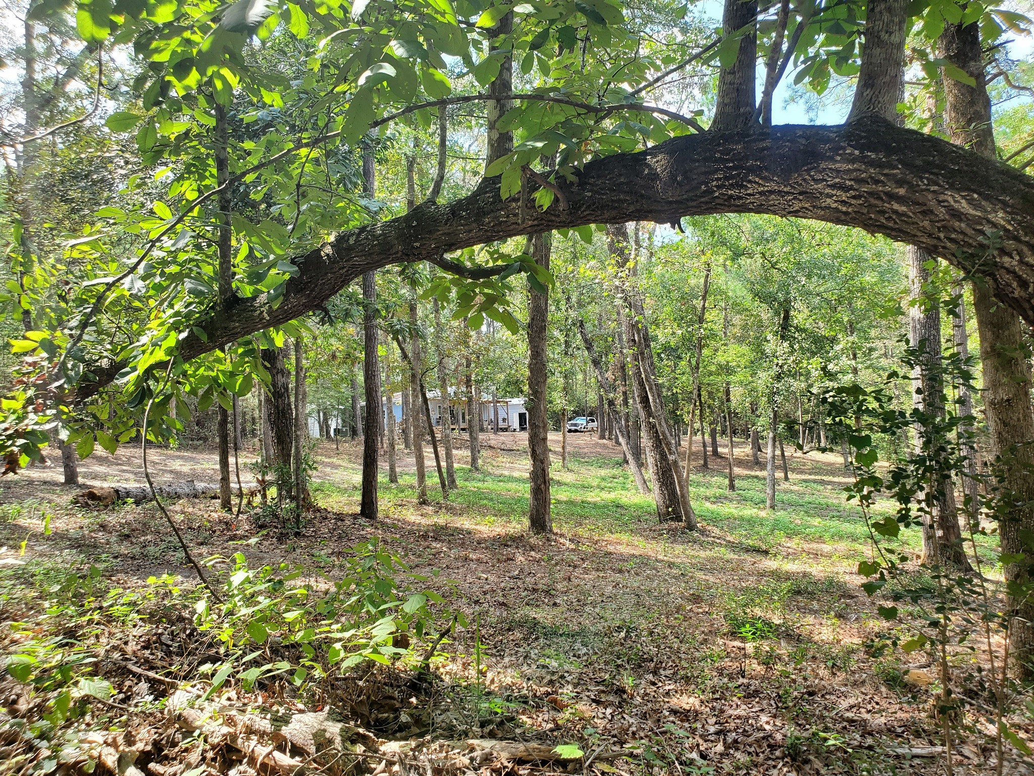 331 County Road 3240 Colmesneil, TX 75938 - Photo 3 of 50 a view of lush green forest