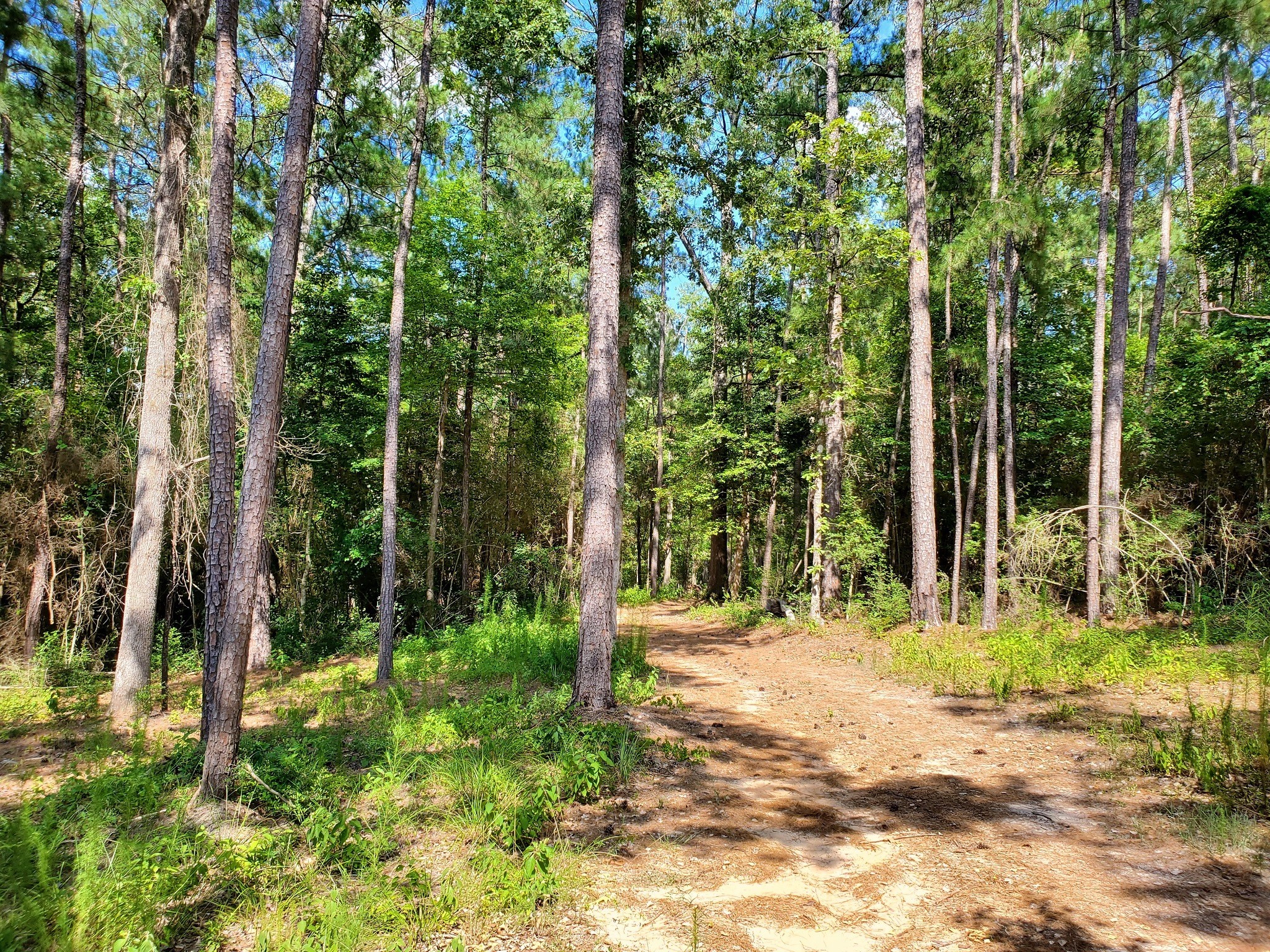 331 County Road 3240 Colmesneil, TX 75938 - Photo 38 of 50 a view of outdoor space with trees