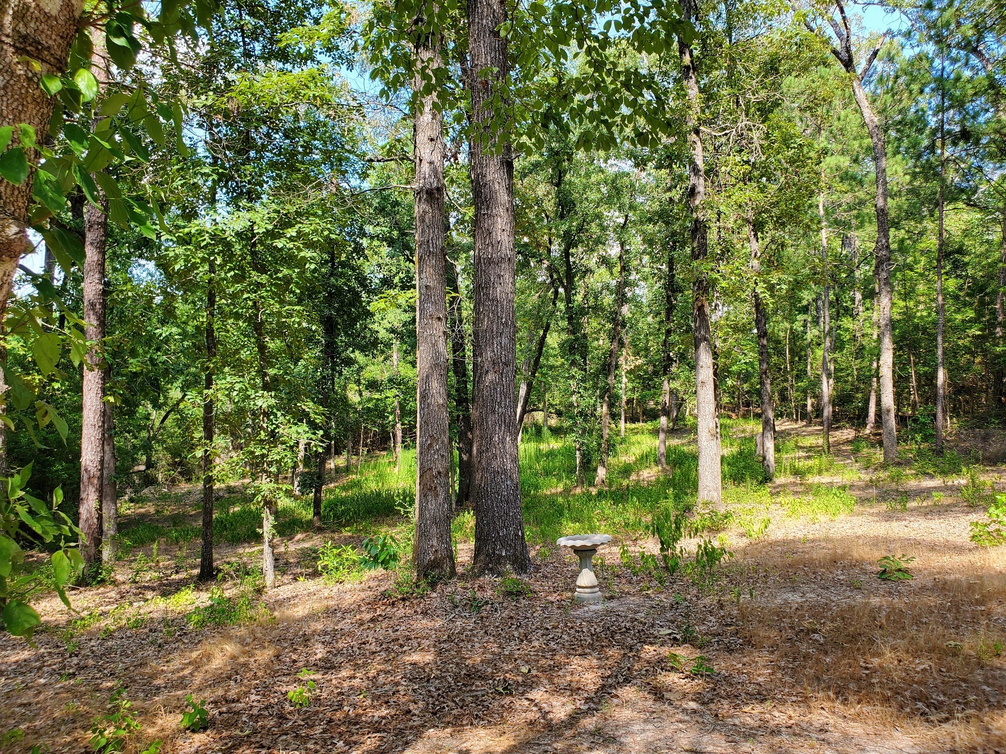 331 County Road 3240 Colmesneil, TX 75938 - Photo 39 of 50 a view of a yard with trees