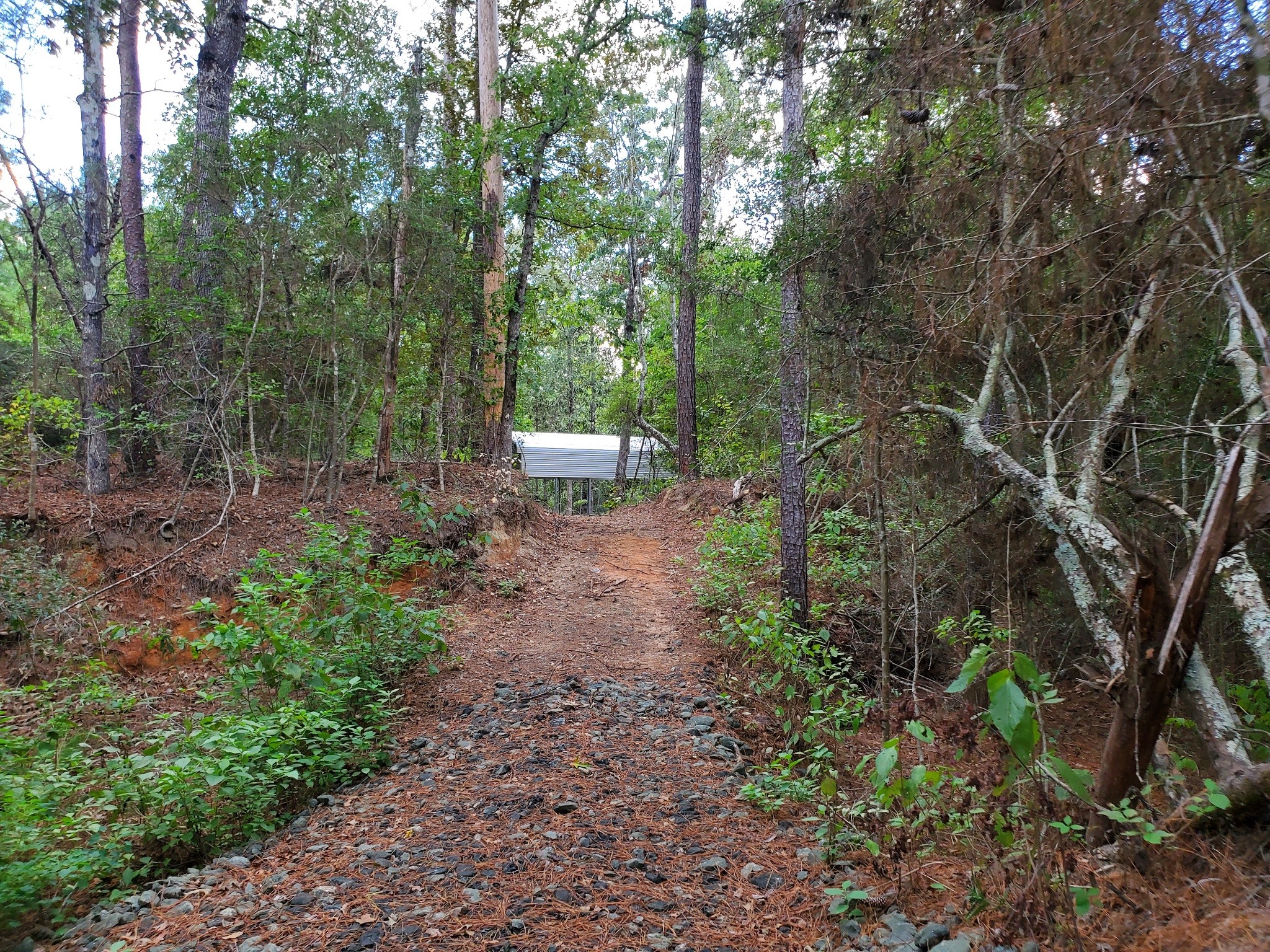 331 County Road 3240 Colmesneil, TX 75938 - Photo 40 of 50 a view of a backyard with trees