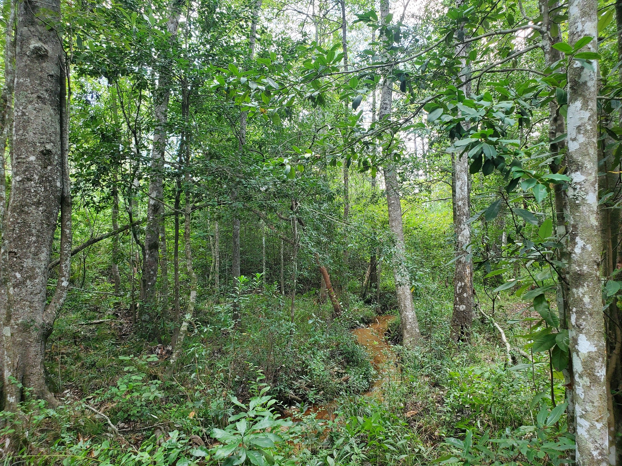 331 County Road 3240 Colmesneil, TX 75938 - Photo 43 of 50 a view of a lush green forest