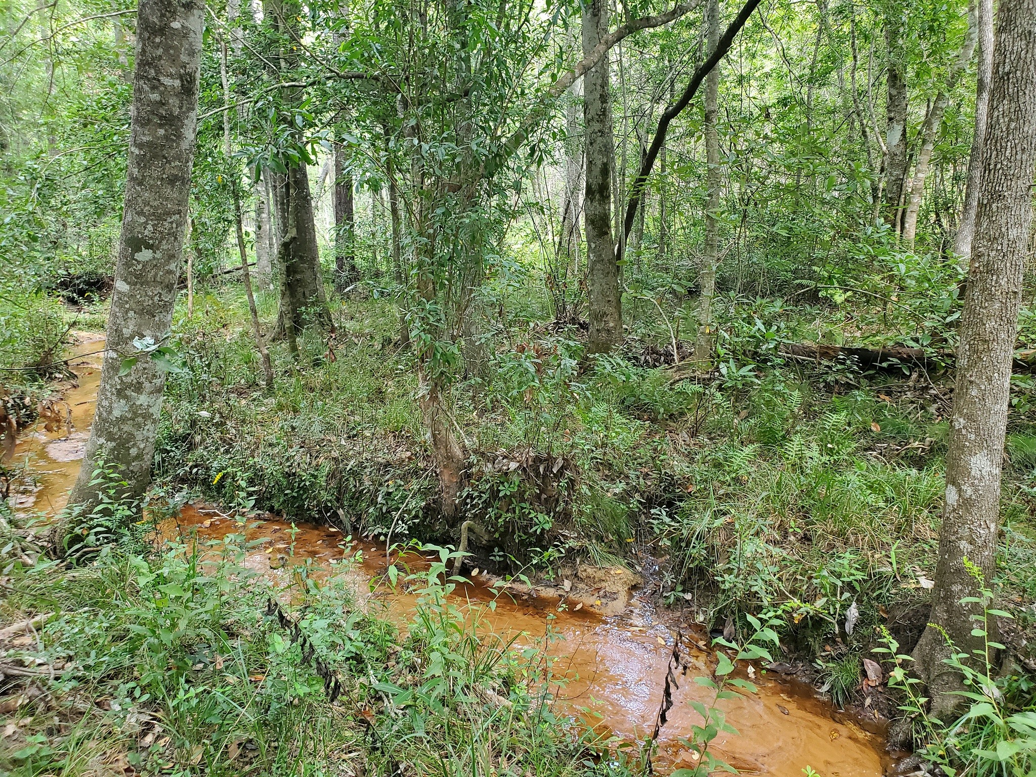331 County Road 3240 Colmesneil, TX 75938 - Photo 44 of 50 a view of a forest filled with trees