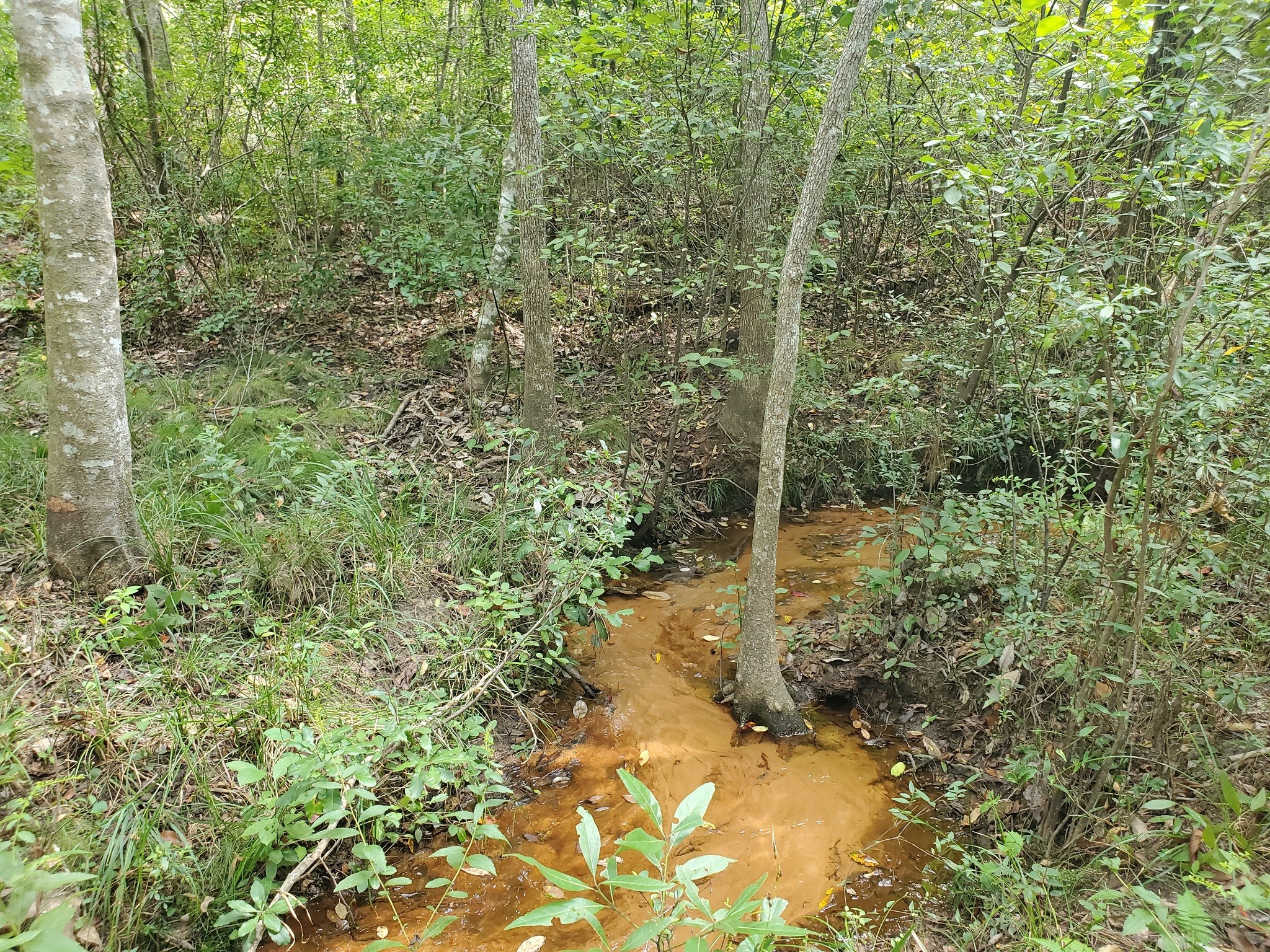 331 County Road 3240 Colmesneil, TX 75938 - Photo 46 of 50 a view of a forest with trees and bushes