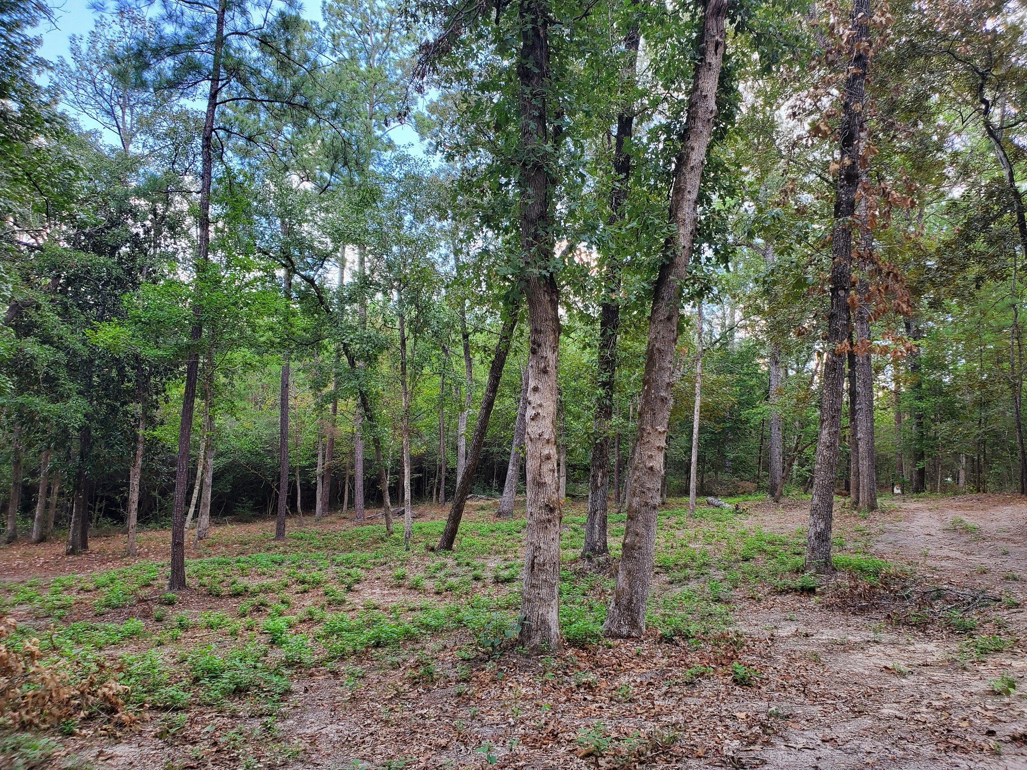 331 County Road 3240 Colmesneil, TX 75938 - Photo 47 of 50 a backyard of a house with lots of trees