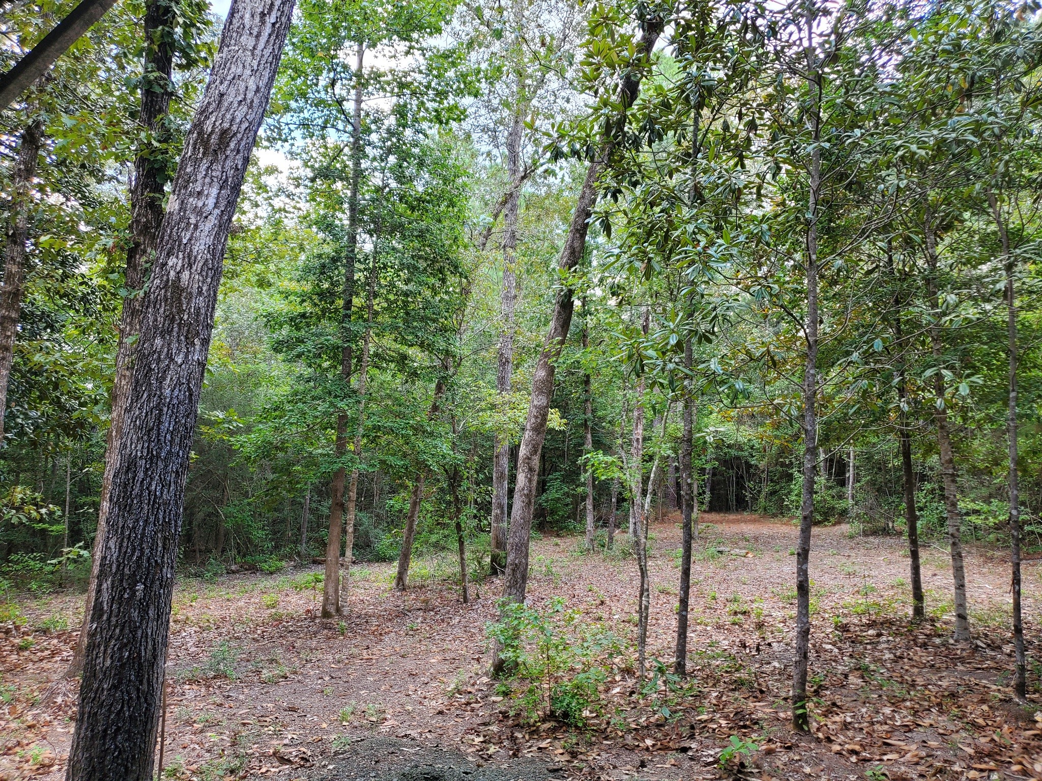 331 County Road 3240 Colmesneil, TX 75938 - Photo 49 of 50 a view of a forest filled with trees