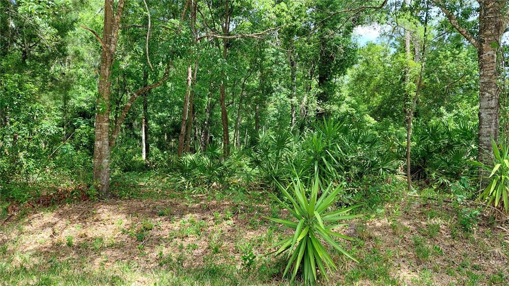 Davista New Port Richey, FL 34654 - Photo 1 of 21