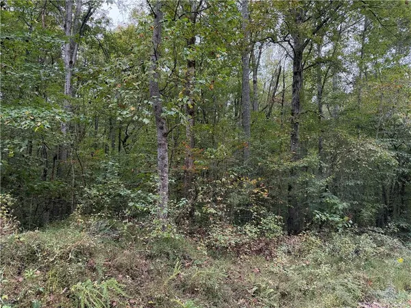 a view of a forest with trees in the background