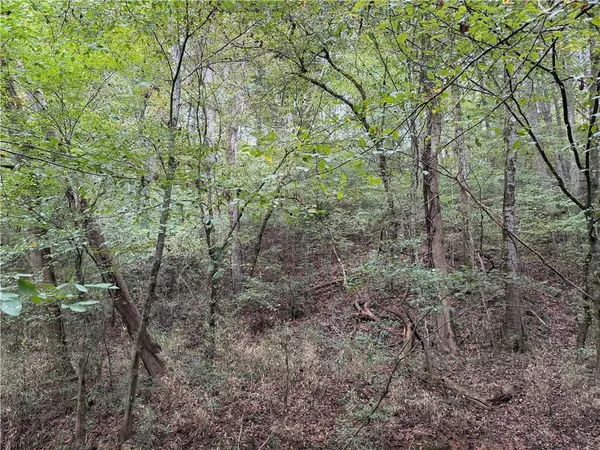 a view of a forest with trees in the background