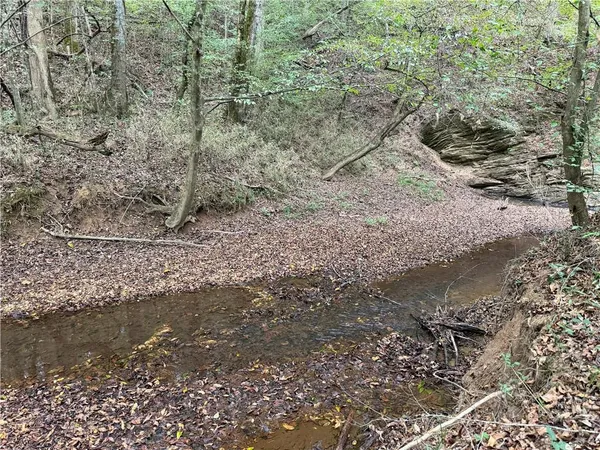 a view of a forest filled with trees