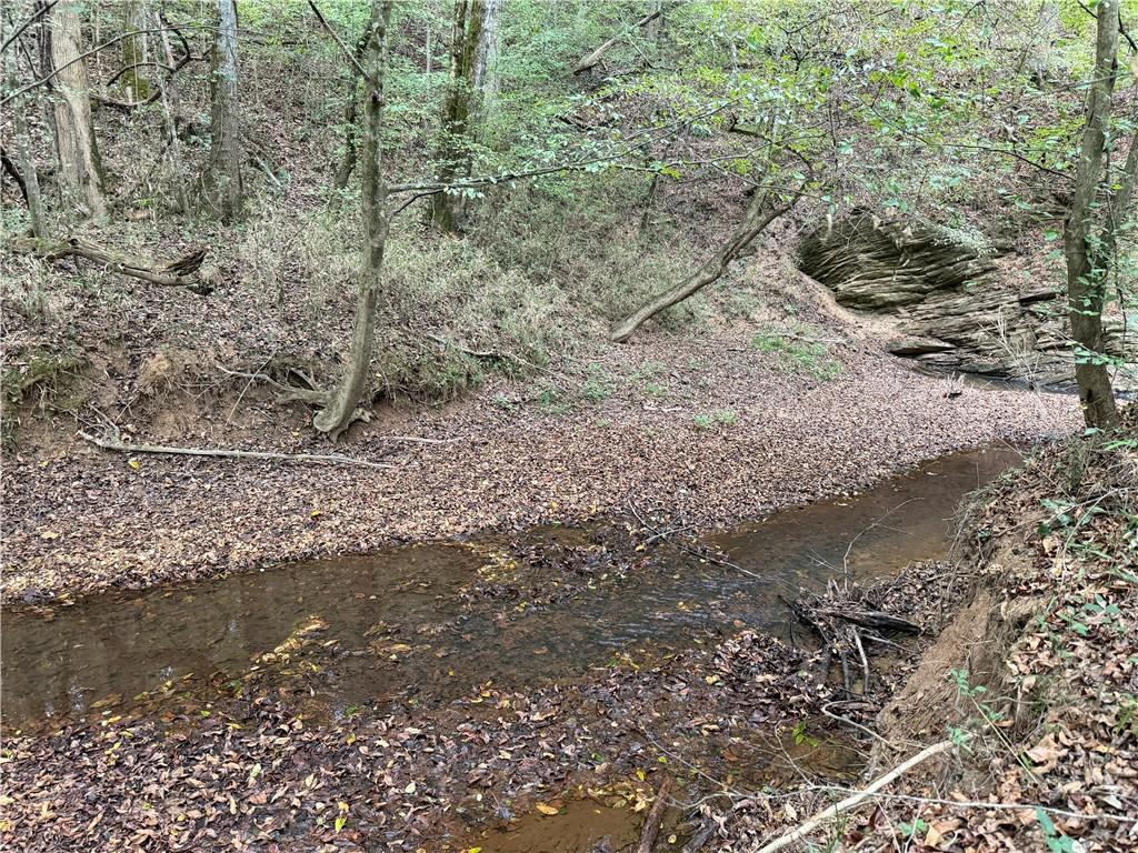 0 County Road 60 Heflin, AL 36264 - Photo 4 of 17 a view of a forest filled with trees