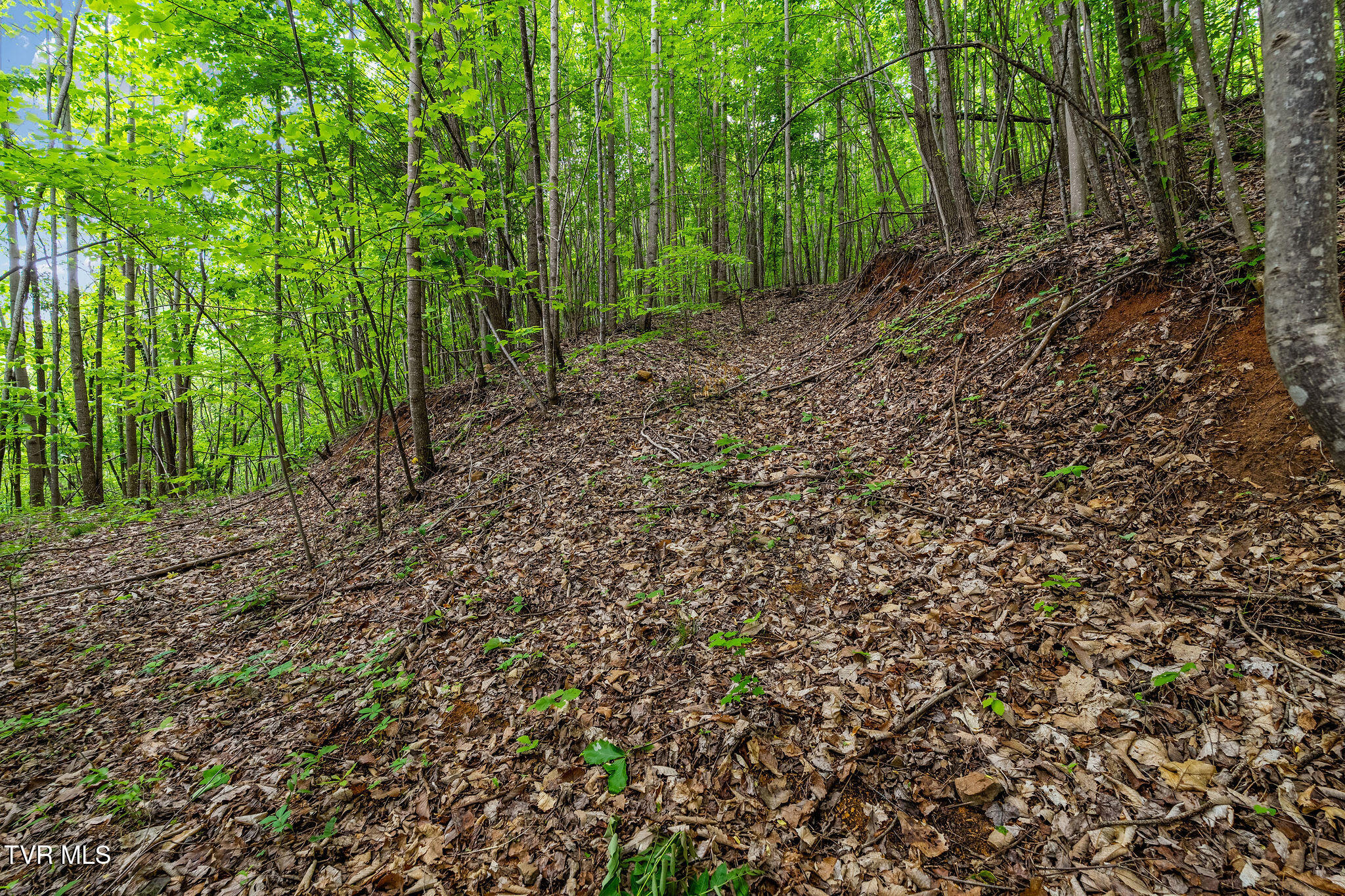 Tbd Wattenbarger Gap Road Greeneville, TN 37745 - Photo 23 of 41 DSC08327