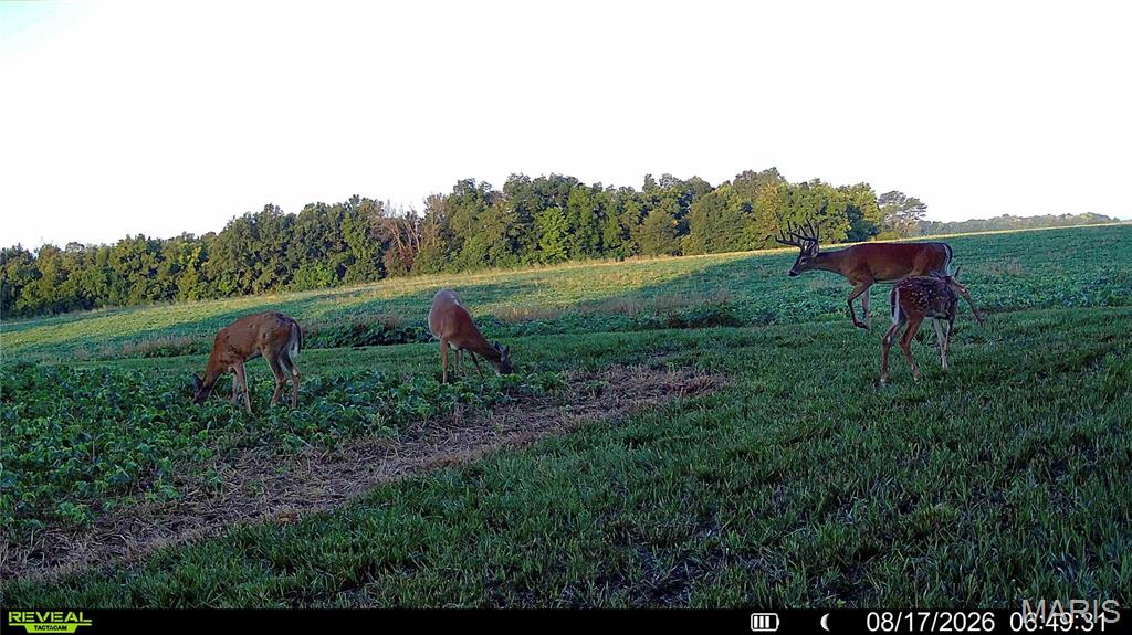 0 Terry Park Road Palmyra, IL 62674 - Photo 29 of 73 Gallery Image 29
