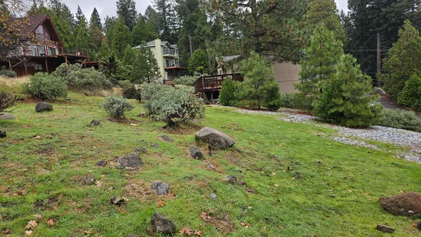 a view of a yard with plants and large trees