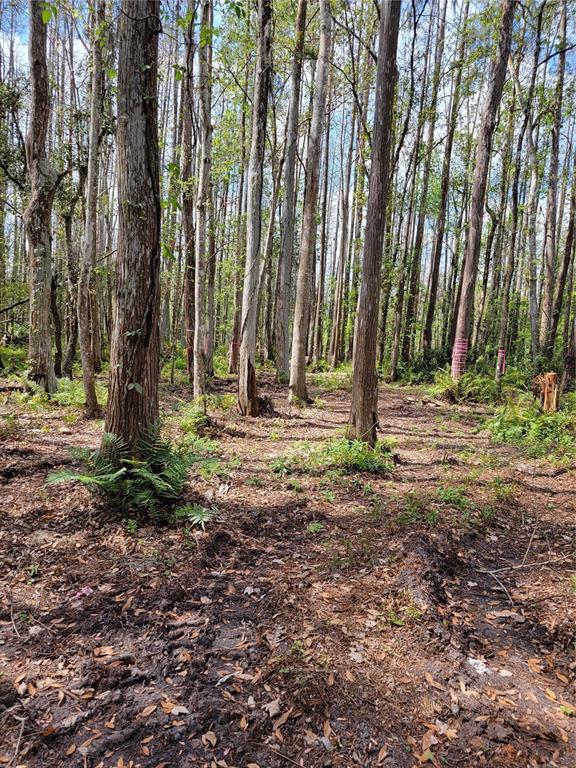 Tbd Bell Lake Road Land O Lakes, FL 34639 - Photo 5 of 7 Gallery Image 5