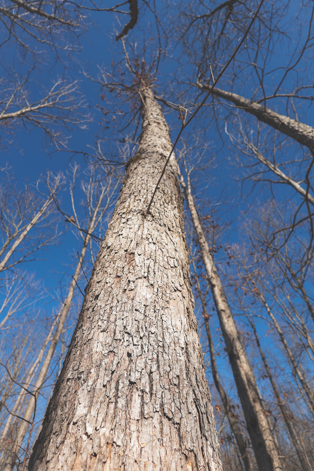 0 Palmer Firetower Road Whitwell, TN 37397 - Photo 38 of 49 Gallery Image 38
