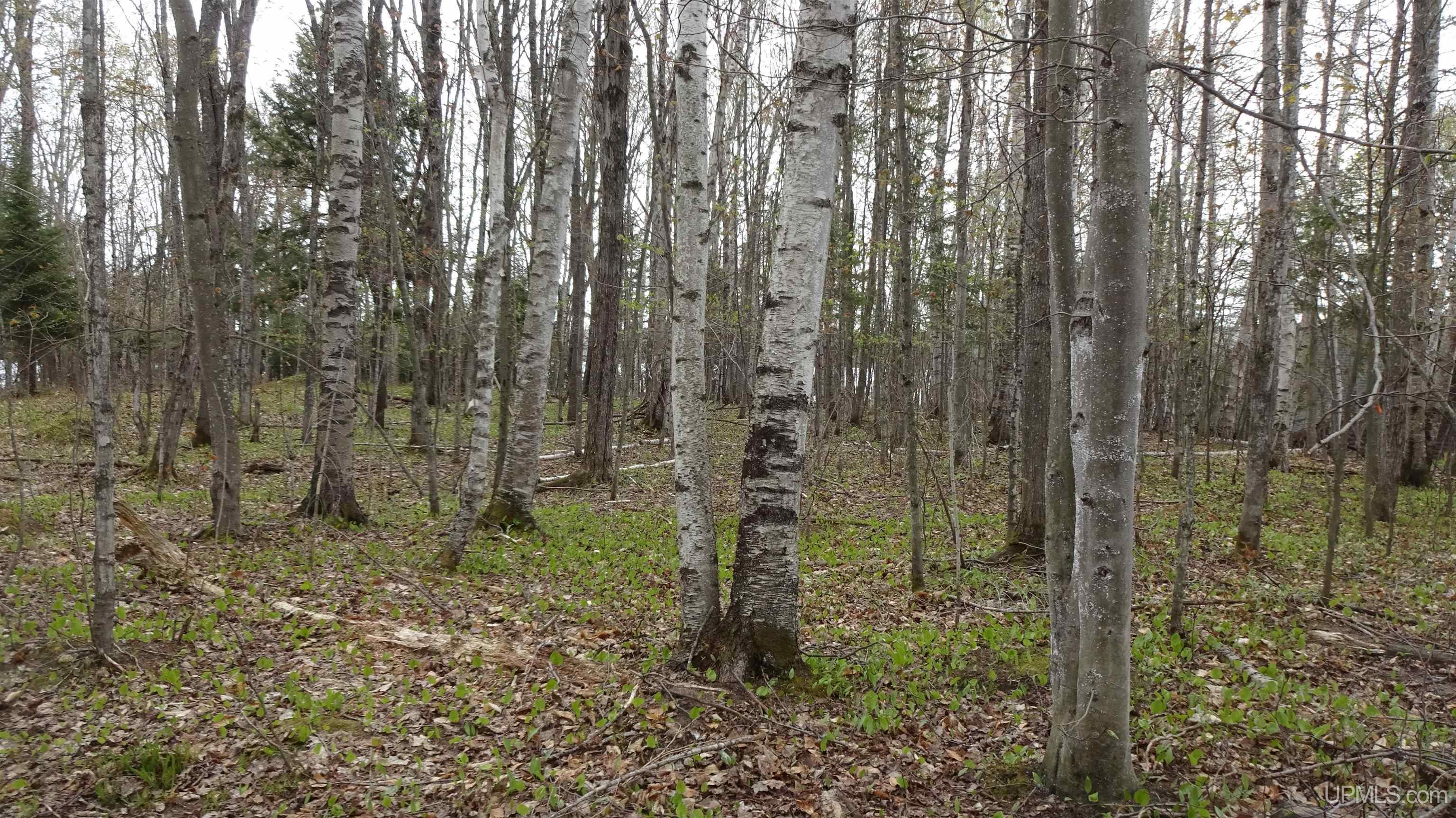 Tbd Autrain Forest Lake Road Au Train, MI 49806 - Photo 9 of 15