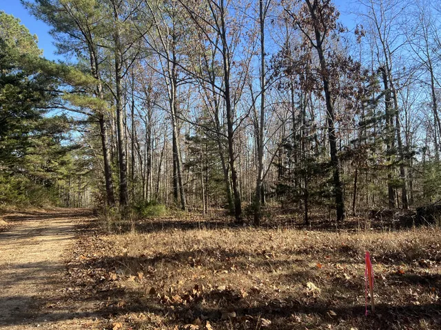 a view of a backyard with trees