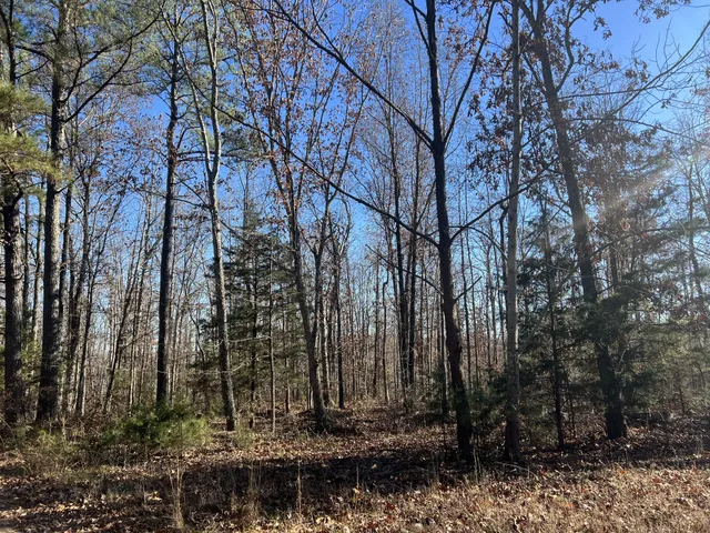 a view of lots of trees