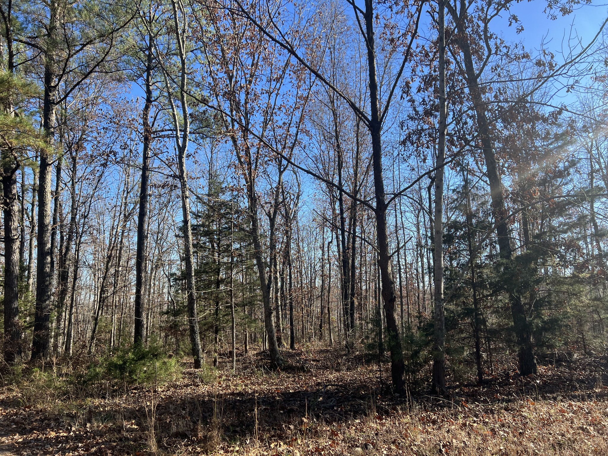 0 Sanders Road Lyles, TN 37098 - Photo 4 of 11 a view of a backyard with trees