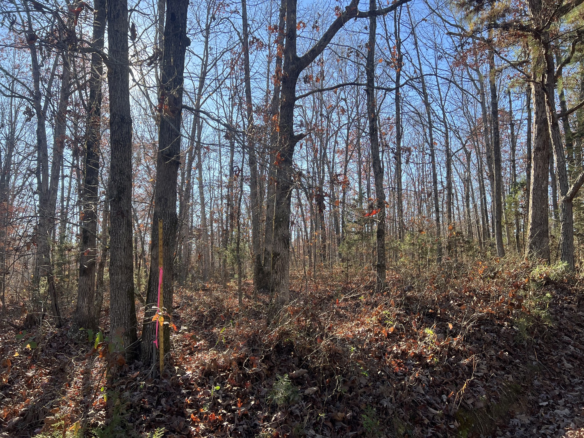 0 Sanders Road Lyles, TN 37098 - Photo 5 of 11 a view of lots of trees