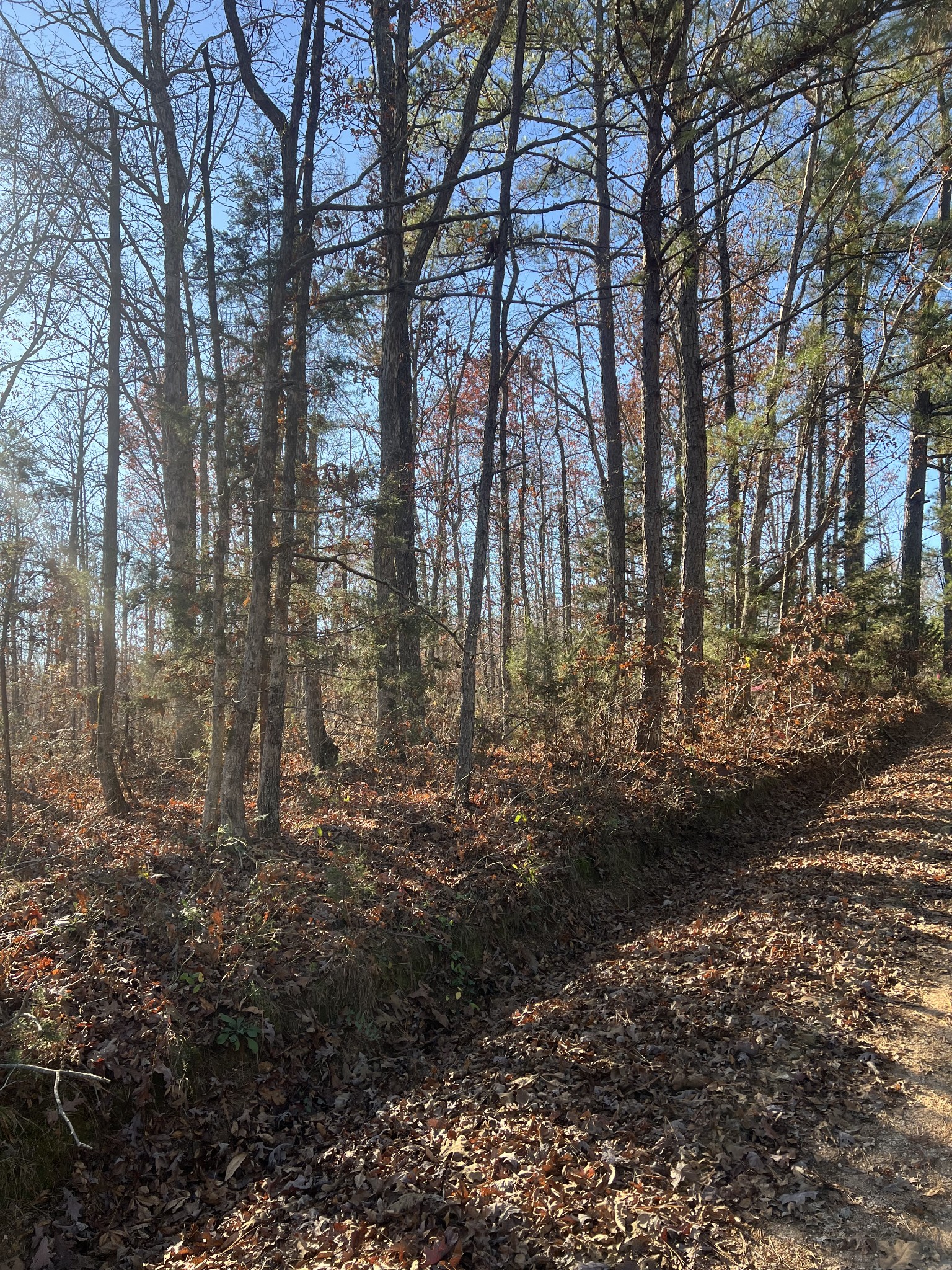 0 Sanders Road Lyles, TN 37098 - Photo 9 of 11 a backyard of a house with lots of green space