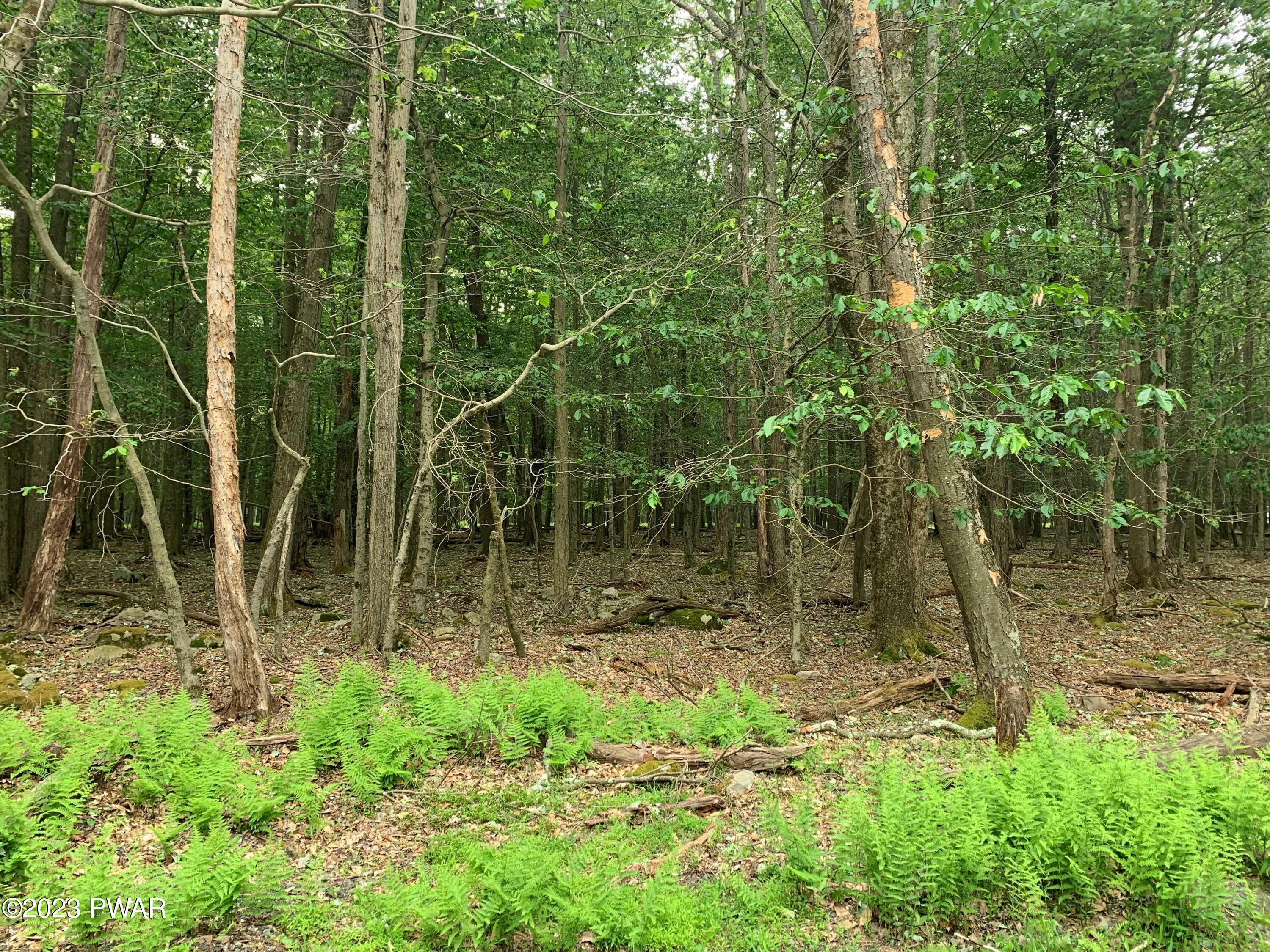 Lot 32 Beaver Run Road Newfoundland, PA 18445 - Photo 4 of 15 Gallery Image 4