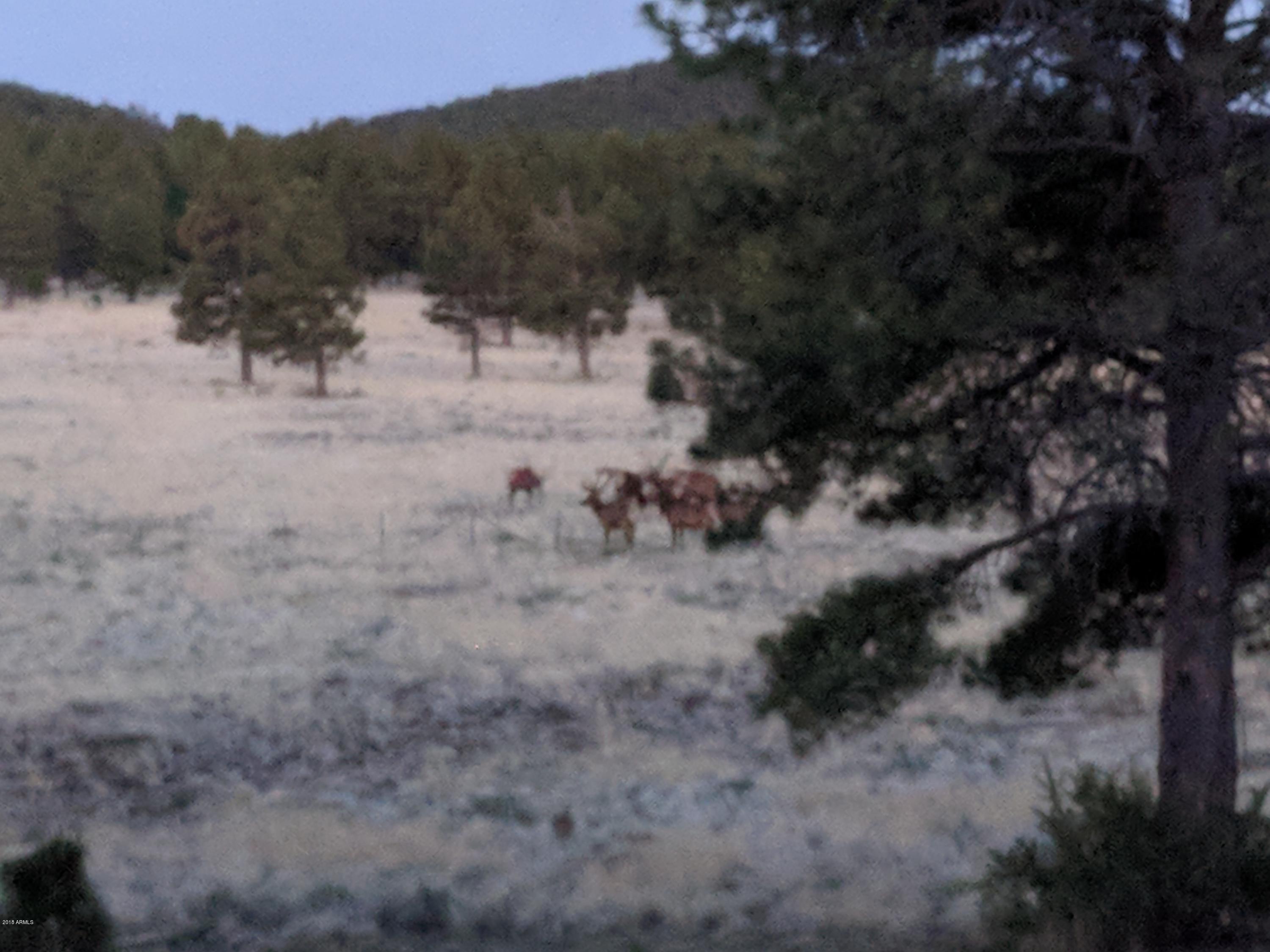 2373 Forrest Ranch Loop Parks Parks, AZ 86018 - Photo 38 of 40 Elk and Antelope are frequent visitors
