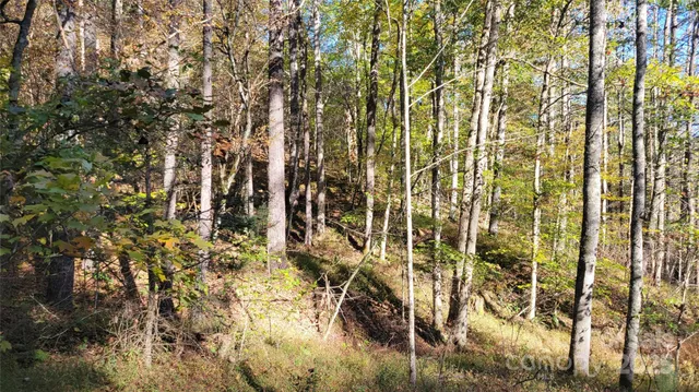 a close up of a plant