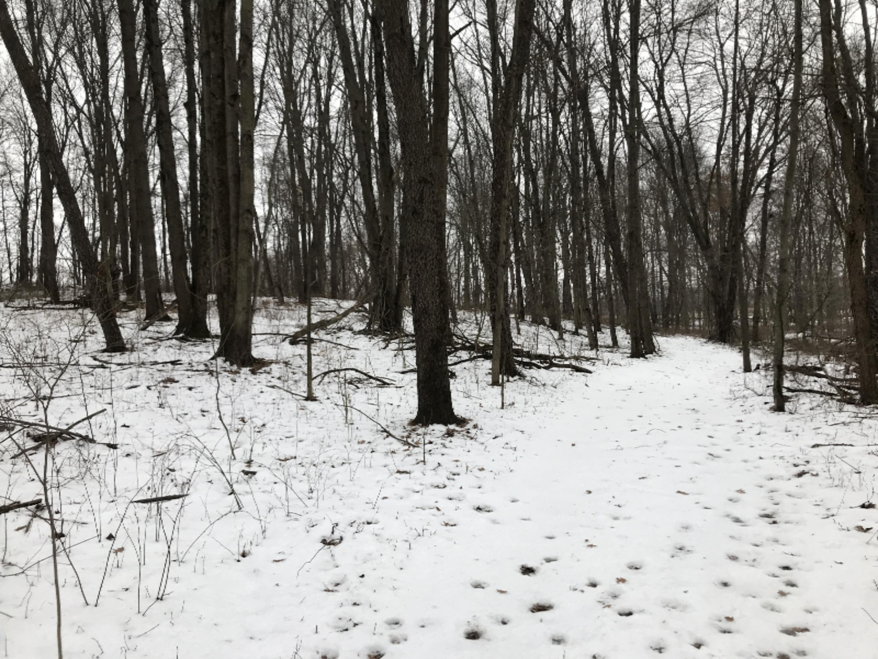 Hopcraft Road Onondaga, MI 49264 - Photo 15 of 76 15 Hardwoods