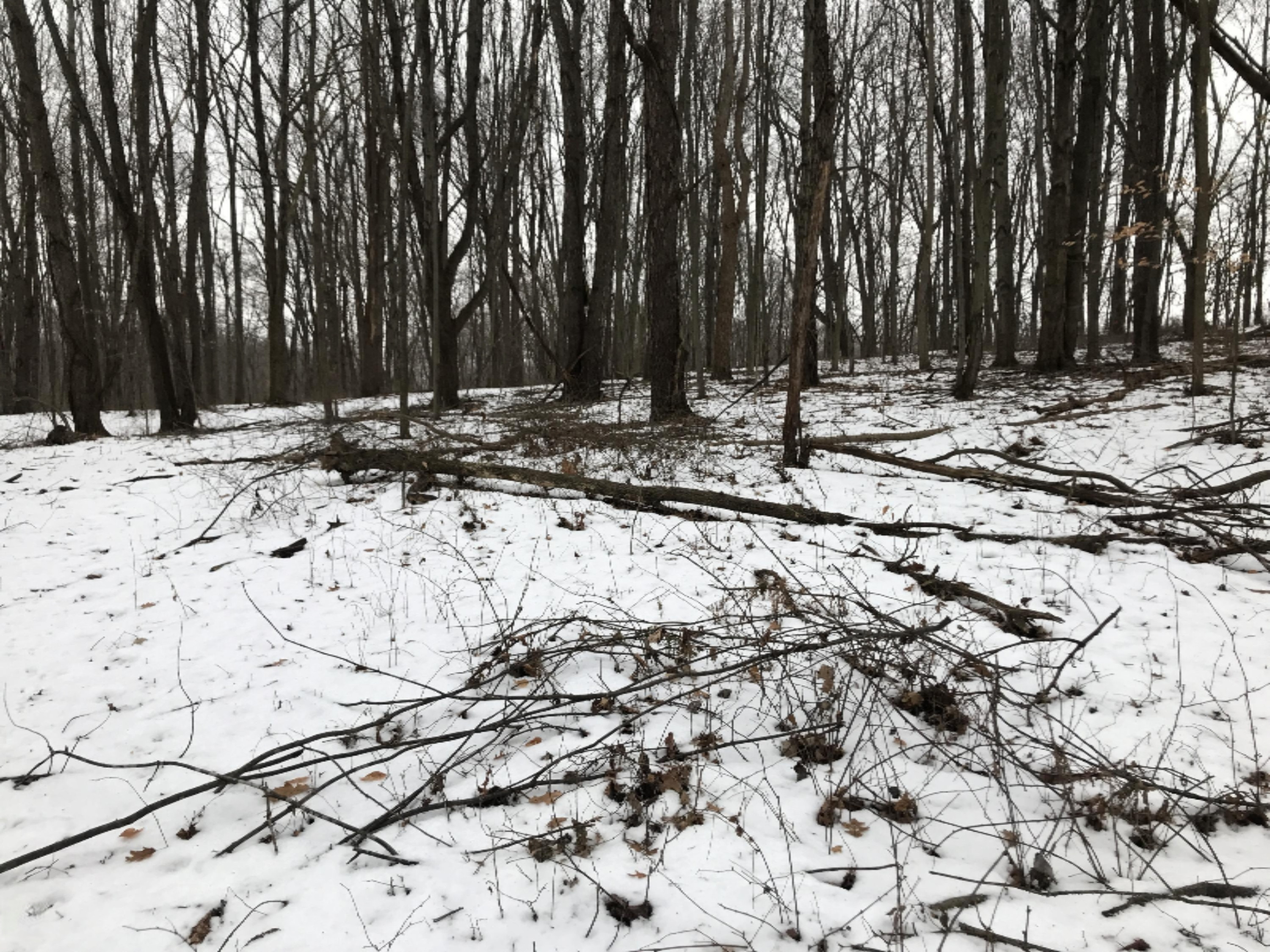 Hopcraft Road Onondaga, MI 49264 - Photo 19 of 76 19 Hardwoods