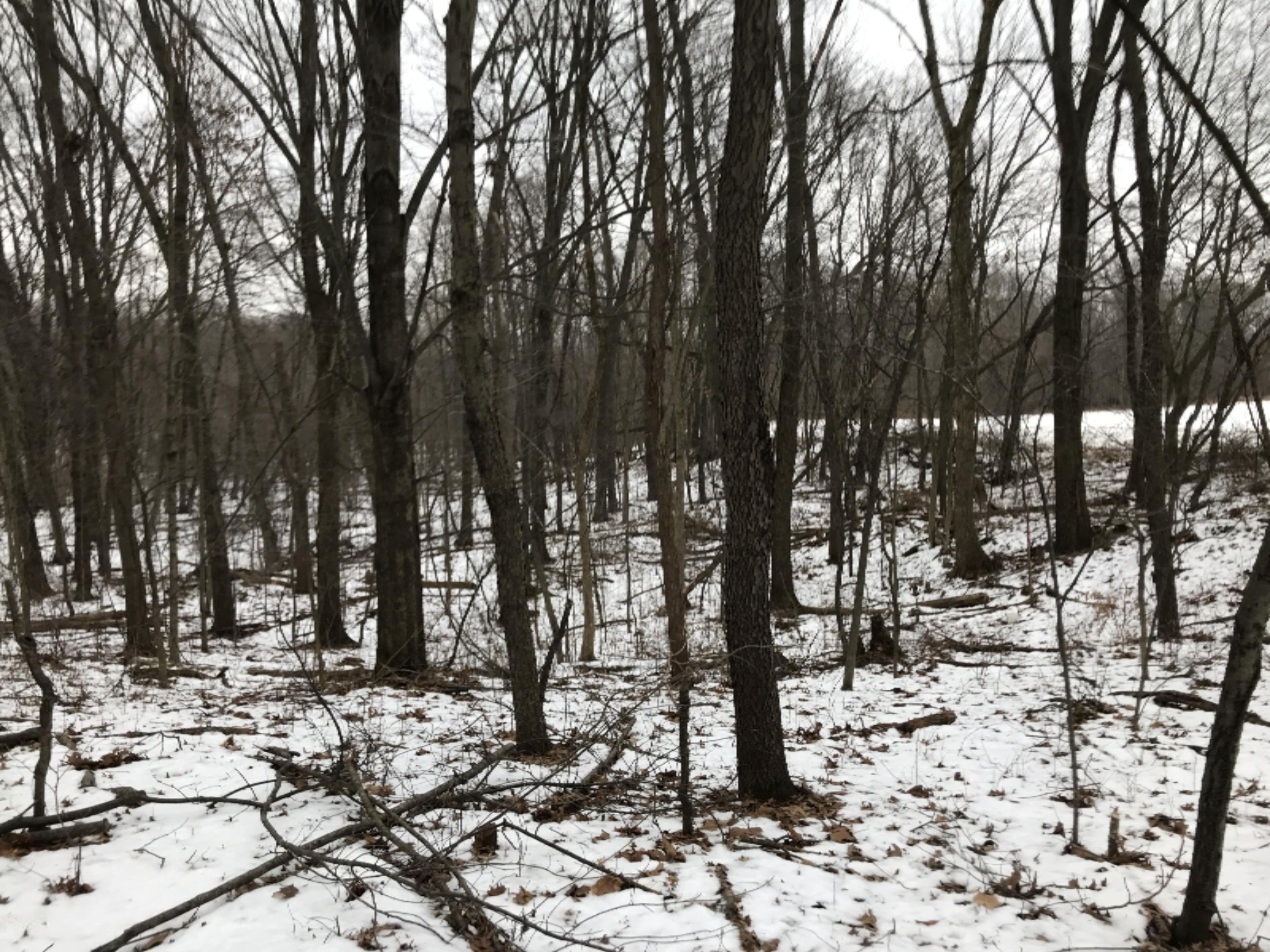 Hopcraft Road Onondaga, MI 49264 - Photo 28 of 76 28 Hardwoods