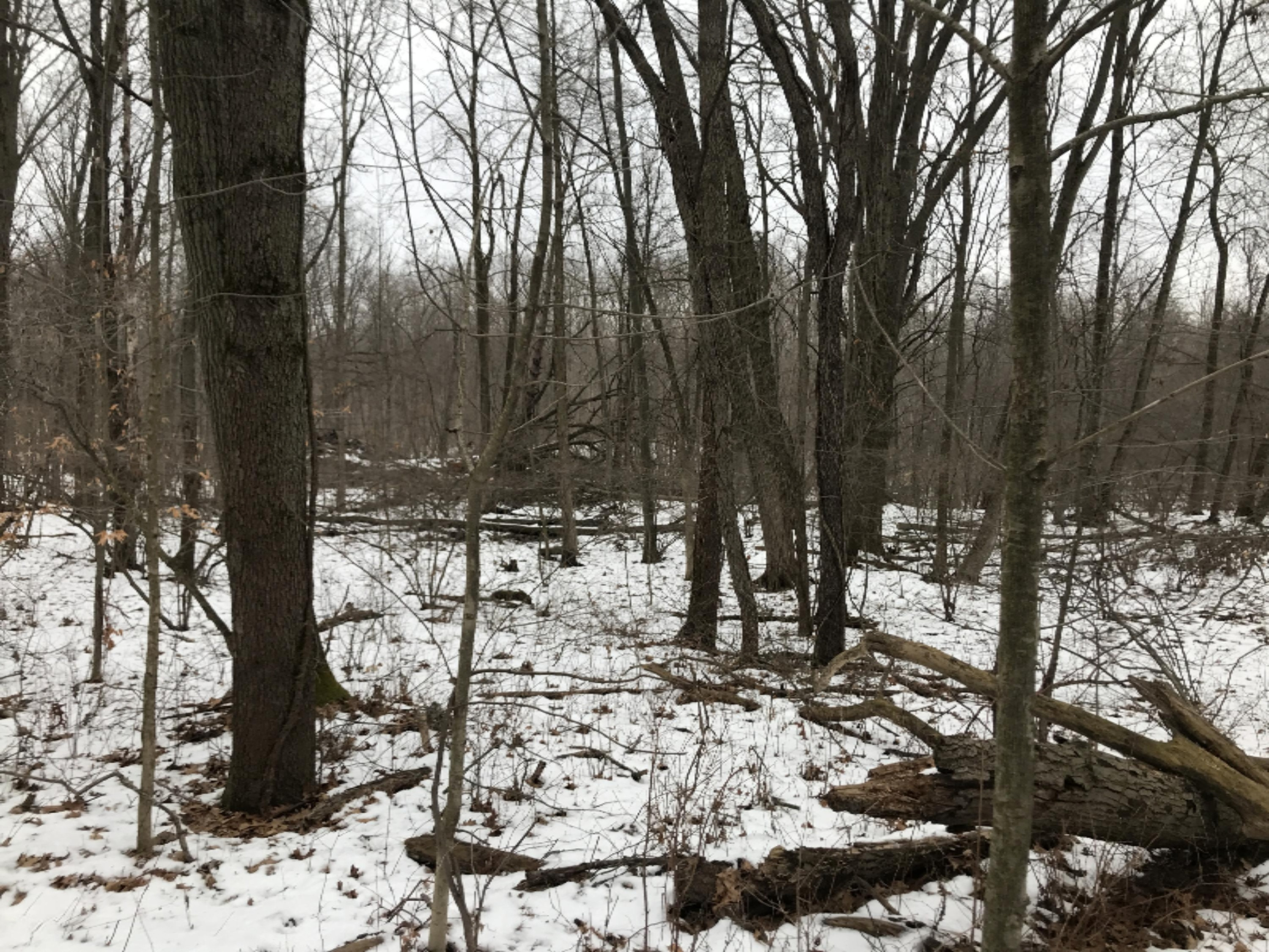 Hopcraft Road Onondaga, MI 49264 - Photo 29 of 76 29 Hardwoods