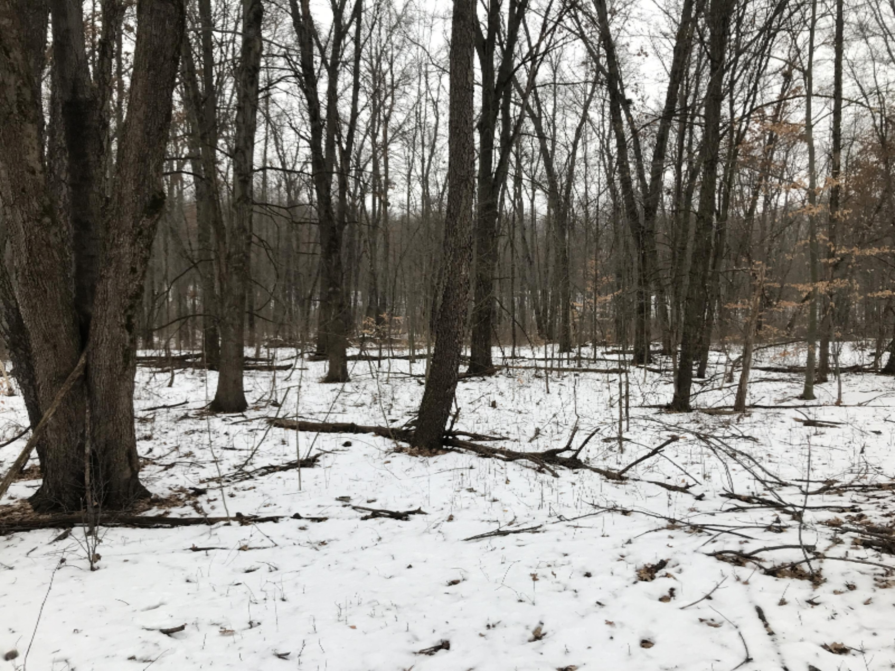 Hopcraft Road Onondaga, MI 49264 - Photo 30 of 76 30Hardwoods