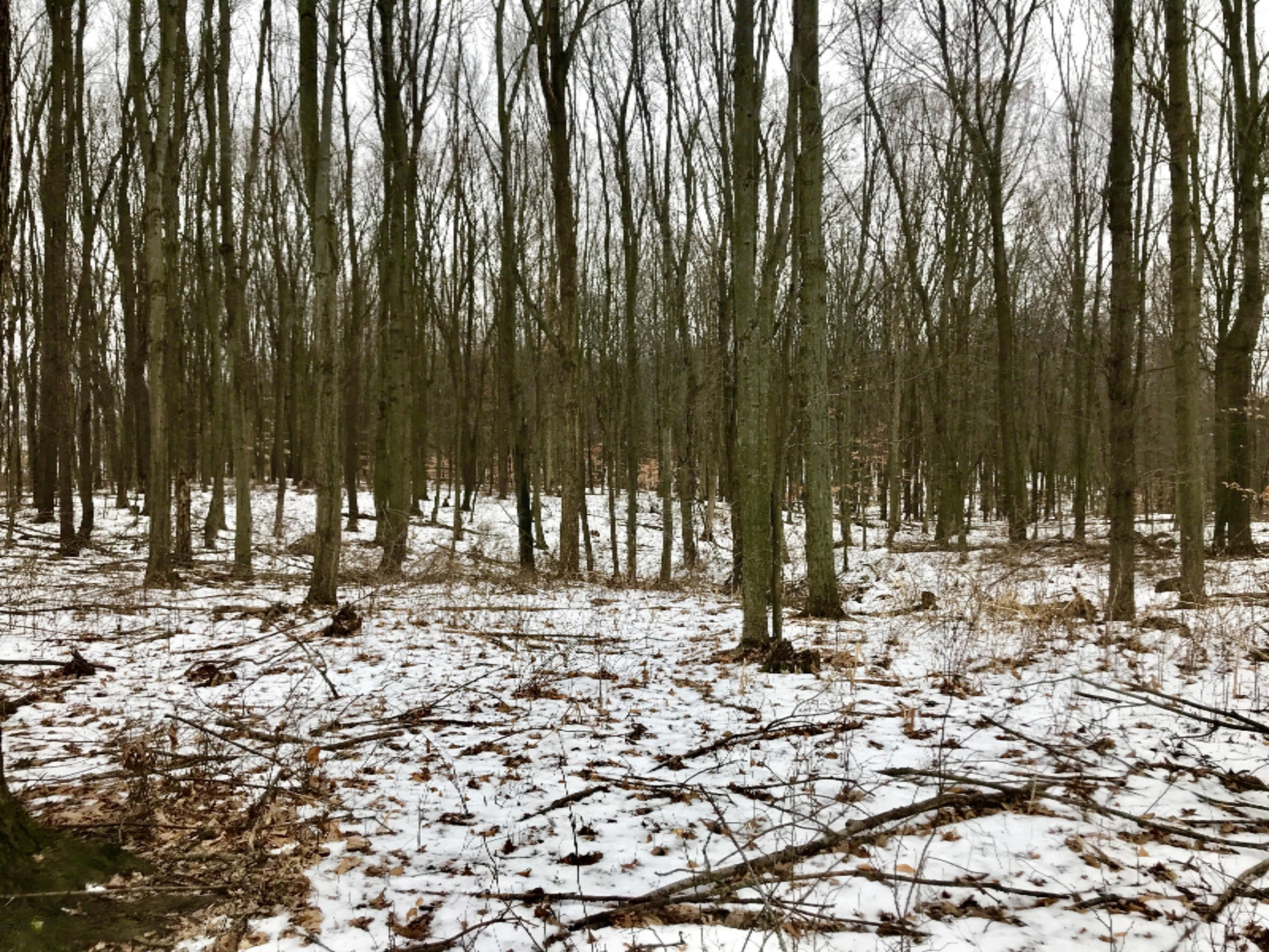 Hopcraft Road Onondaga, MI 49264 - Photo 45 of 76 45 Timber