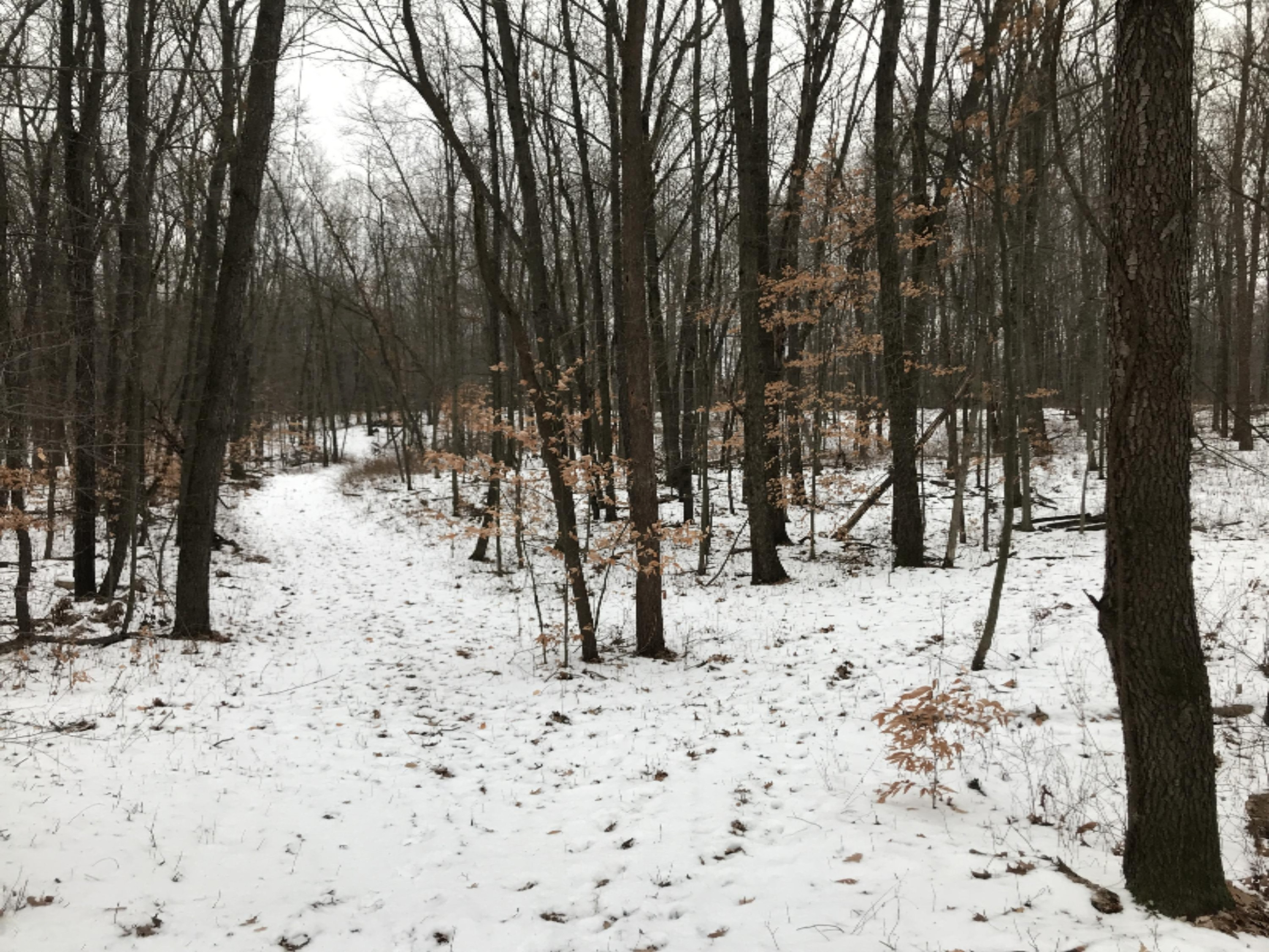 Hopcraft Road Onondaga, MI 49264 - Photo 64 of 76 63 Trail System