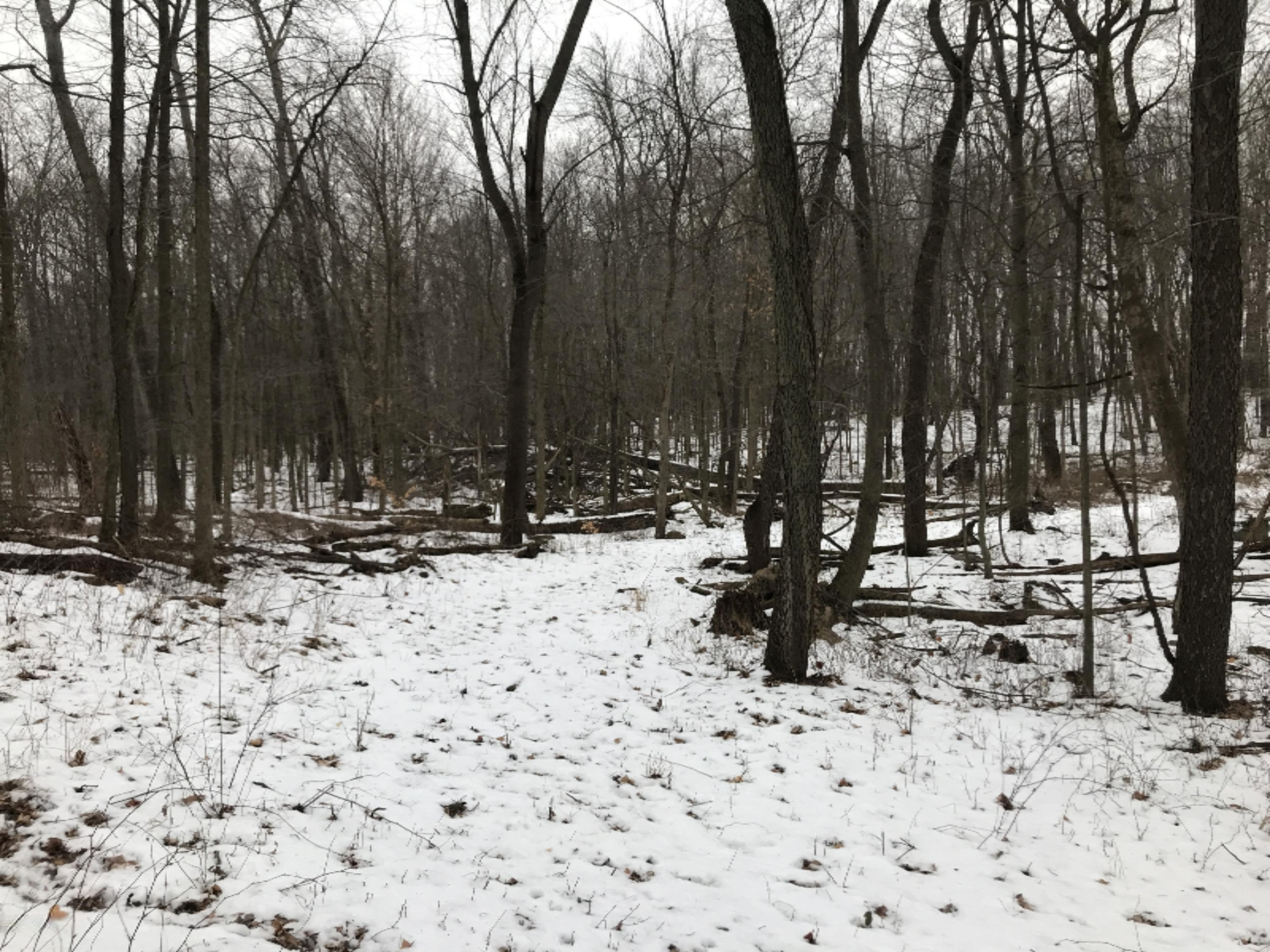 Hopcraft Road Onondaga, MI 49264 - Photo 66 of 76 65 Trail