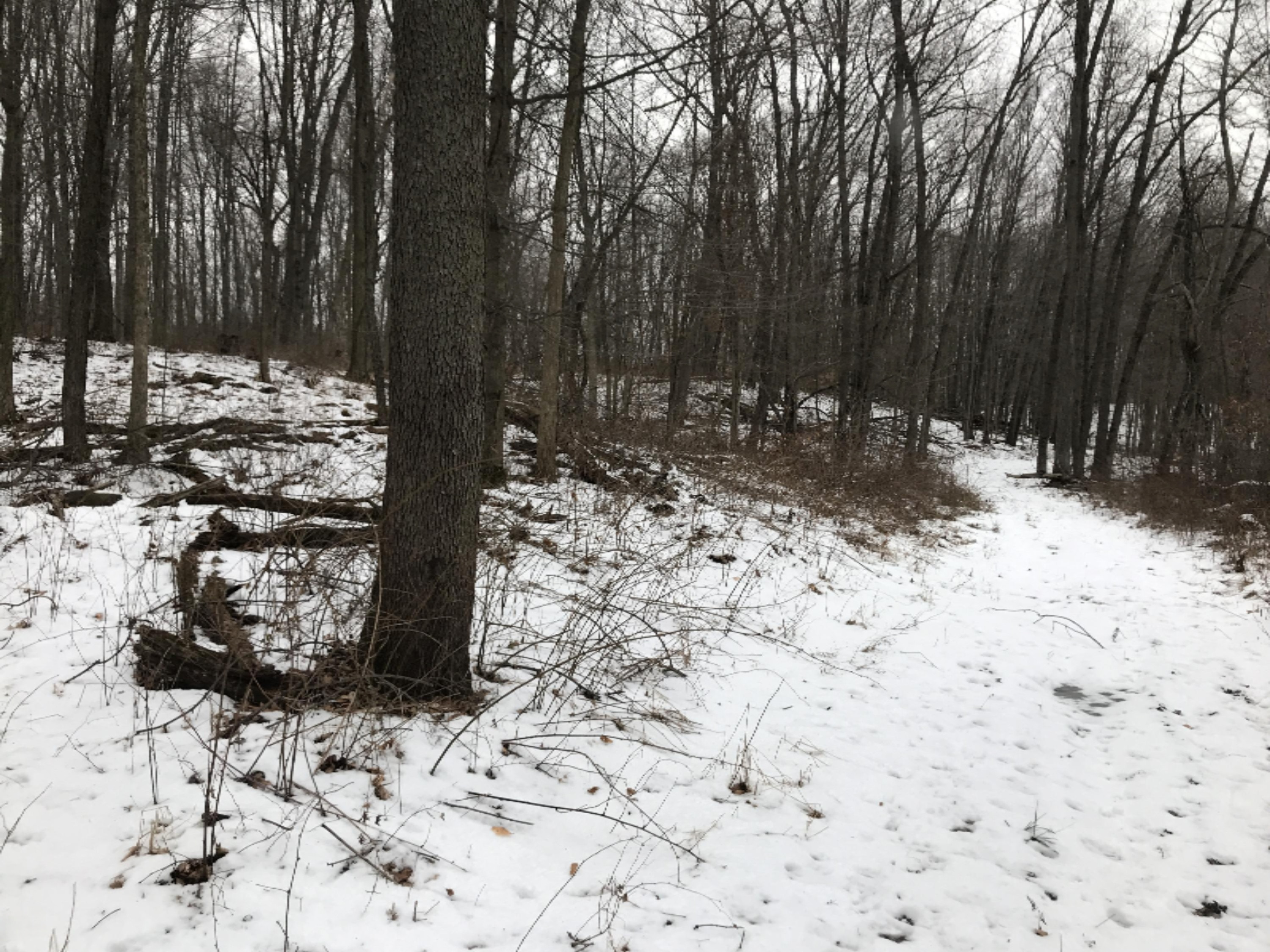 Hopcraft Road Onondaga, MI 49264 - Photo 69 of 76 68 Trail