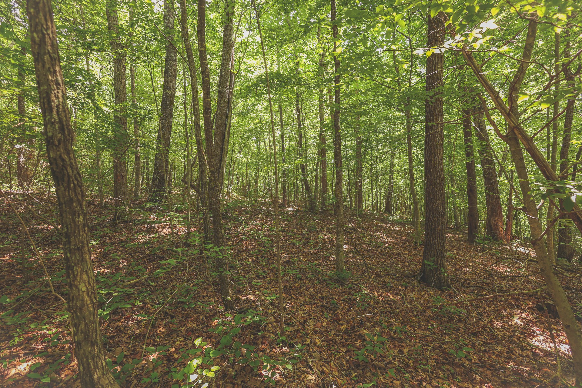 0 Long Fork Creek Road Spencer, TN 38585 - Photo 16 of 45