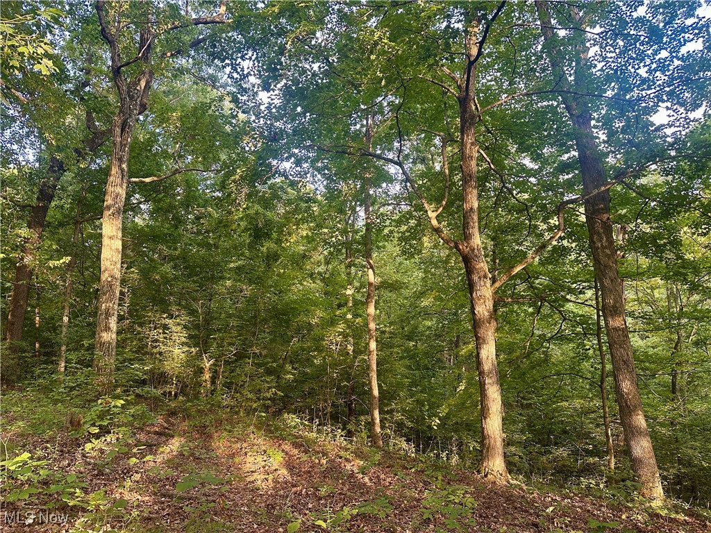 200 Frakes Road Lower Salem, OH 45745 - Photo 20 of 50 View of wooded area